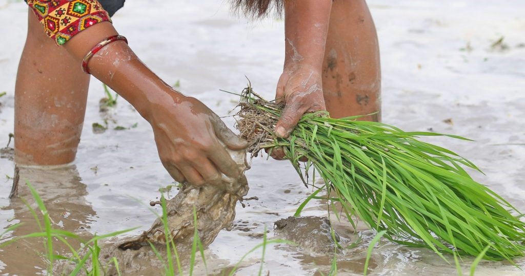 समयमा पानी नपरेका कारण दाङमा धान उत्पादनमा कमी हुने
